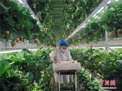 一颗草莓的科技之旅与一个村庄的融合之